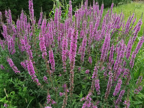 Lithrum salicaria
